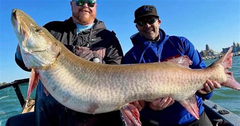 Video Biggest Muskie Ever Caught On Lake Erie Grand View Outdoors