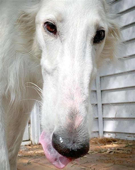 Dog With World Record 12 Inch Long Snout Has Become An Internet Sensation