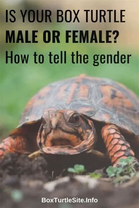 Is My Box Turtle Male Or Female Tips On How To Tell The Sex Of A