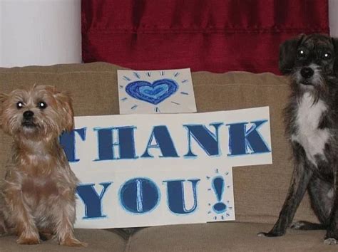 We are brian and brenda christiansen of wellman, ia. Top 10 Images of Dogs Saying Thank You