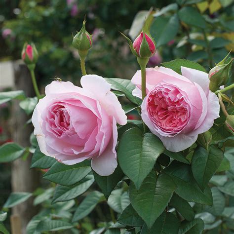 Here is a list of the most fragrant roses in my garden. Scentuous Shrub Rose | Shrub roses, Beautiful rose flowers ...