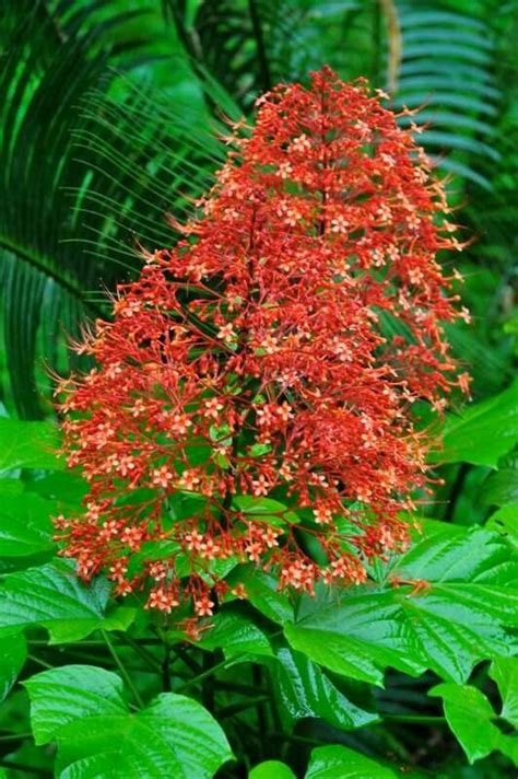 Jul 17, 2018 · climbers have a very thin, long and weak stem which cannot stand upright, but they can use external support to grow vertically and carry their weight. 159 best Flowers of Kerala images on Pinterest | Exotic ...