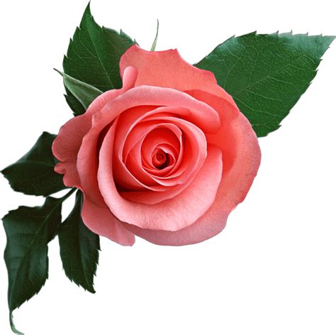 Sint Tico Imagen Imagen De Una Rosa Rosa Cena Hermosa