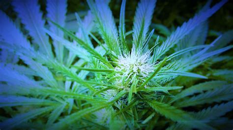 We would like to show you a description here but the site won't allow us. marijuana, Weed, 420, Drugs Wallpapers HD / Desktop and ...