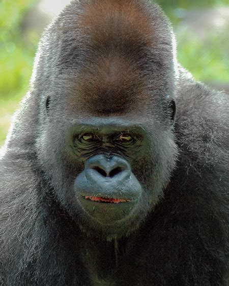 Silverback Gorilla Muscles