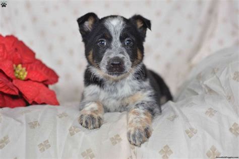 Every pup is a bit different, but you should see them starting to work after 3 months old. Blue Heeler Puppies For Sale In Ohio | Top Dog Information