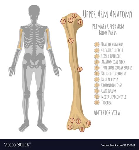 The shoulder blade, the collarbone, and the bones of the lower arm, called the ulna and radius. Arm Anatomy | Bronze Wallpapers