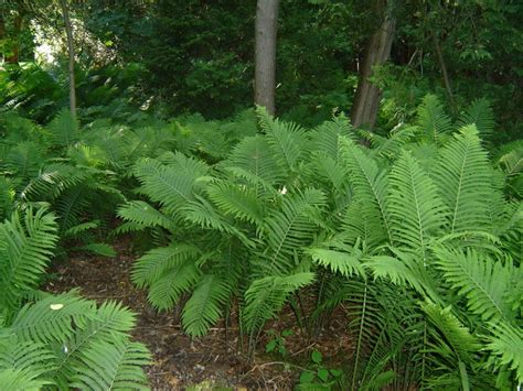 Ostrich Fern Makes A Beautiful Natural Pathway Plant Leaves