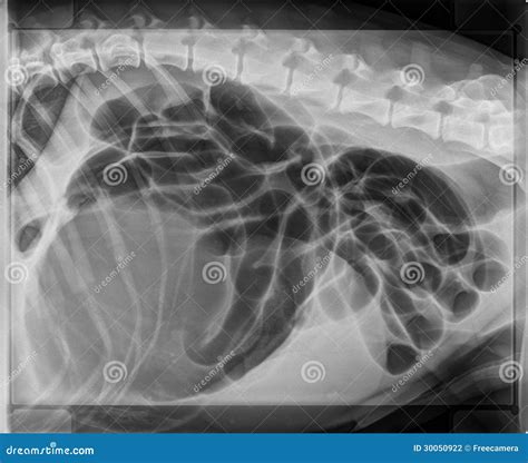 Dog Stomach Bloat And Torsion X Ray Stock Photography Image 30050922