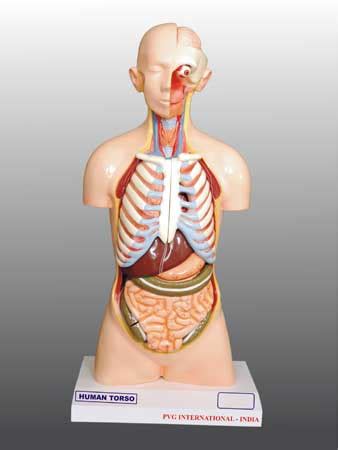 A wide variety of labeled anatomy options are available to you, such as subject, type. Torso Model Anatomy Labeled - 29 260 Human Torso Photos ...
