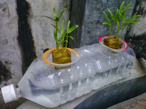 Cara Menanam Hidroponik Kangkung Dengan Botol Bekas Dengan Mudah Dirumah FaunaDanFlora