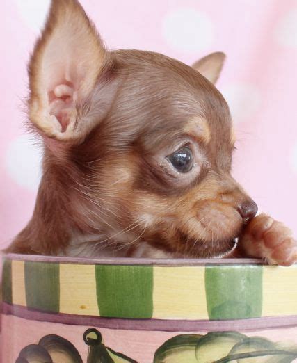 Chocolate Chihuahua Puppy In A Teacup Chihuahua Puppies Chihuahua