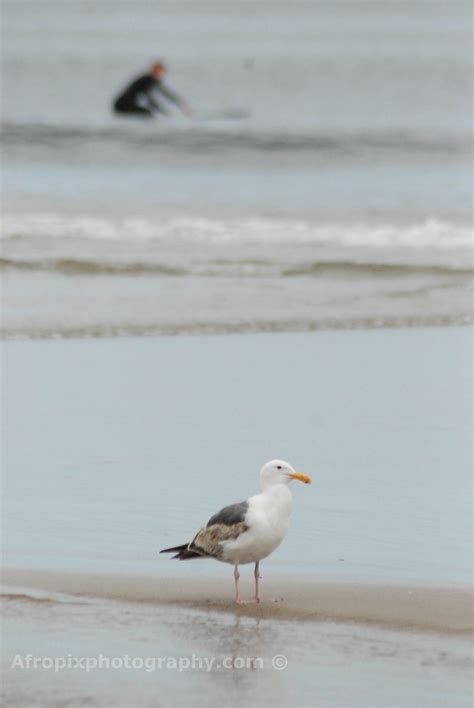 Bird Watching In Malibu The La Beat