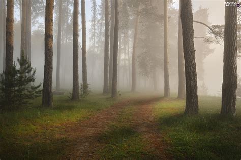 Trees Forest Fog Way Viewes Stems Beautiful Views Wallpapers