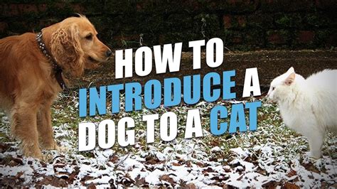 How To Introduce A Dog To A Cat Safely Simple Step By Step Guide