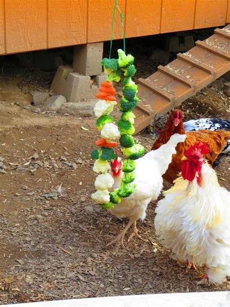 Diy Chicken Toys Eight Healthy Homemade Treats For Your Chickens