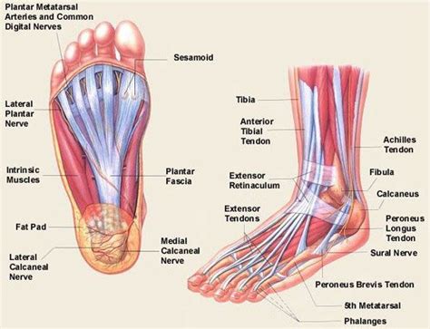 Mnemonics that can be used to remember the anatomy of the ankle tendons from anterior to posterior as they pass posterior to the medial malleolus of the tibia under the flexor retinaculum in the tarsal tunnel include: The Anatomical and Physiological Overview of the Human Foot