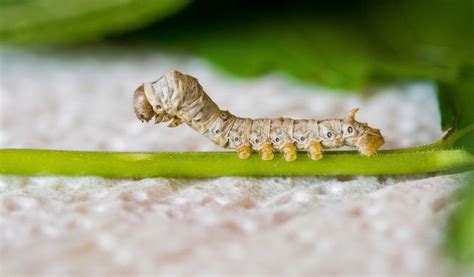 Overview Of Mulberry Silkworm