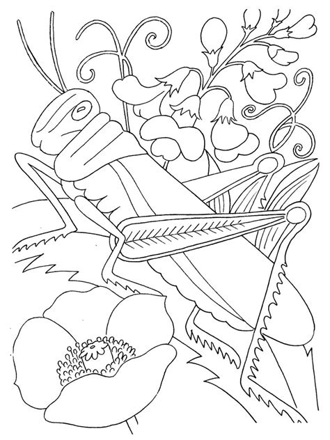 Free coloring pages to download and print. Insect coloring pages to download and print for free