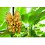 How To Grow Banana Plants  Care Tips Horticulturecouk