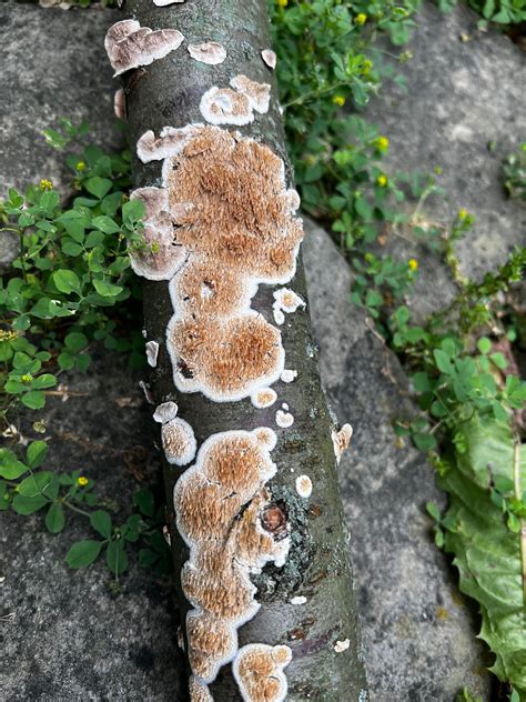 Fungus On Flowering Cherry Tree 798438 Ask Extension