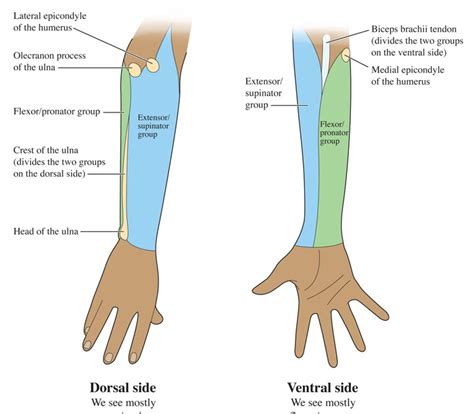 Human Anatomy For The Artist The Dorsal Forearm Part 1 Compartment