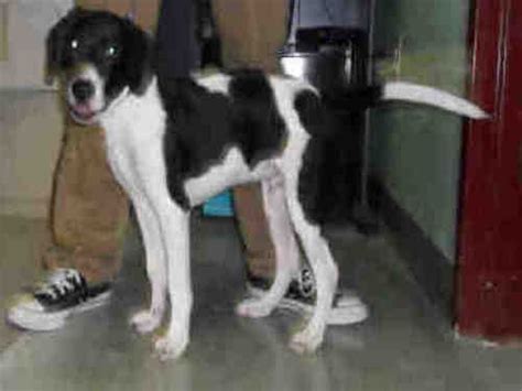 Treeing Walker Coonhound Lab Mix M Named Mario In Jacksonville Nc