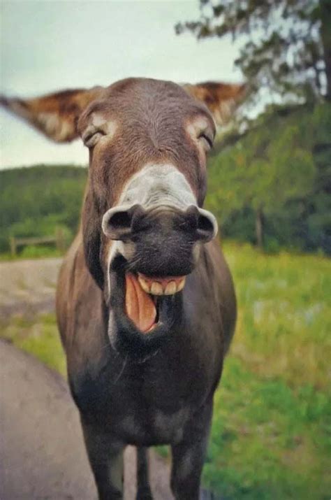 Very Funny Photos Of Animals Laughing Animals Smiling Animals Happy