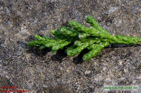 6000 x 6000 px | 50.8 cm x 50.8 cm | 300dpi | jpg. Weiße Scheinzypresse (Chamaecyparis thyoides): Blatt ...