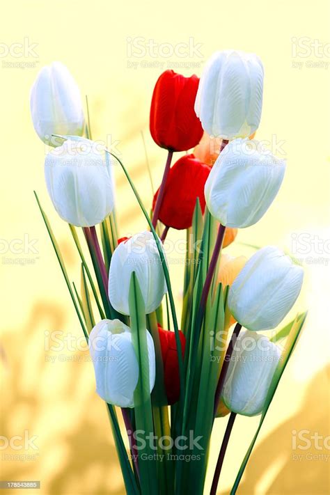 White And Red Tulip Flowers With Yellow Background Stock Photo