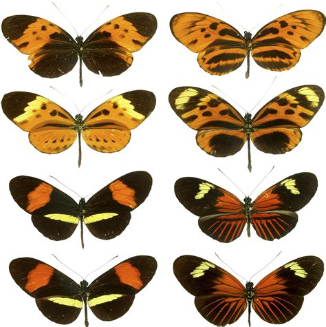 A shows an unpalatable lycid beetle (coleoptera), while b shows an unpalatable arctiid moth (lepidoptera), both with highly contrasting orange and black colours. mimicry | Definition & Examples | Britannica