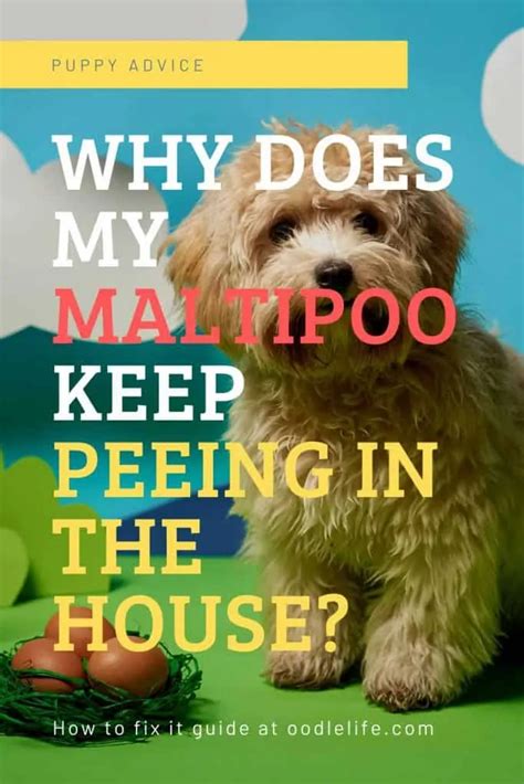 Why Does My Maltipoo Keep Peeing In The House Solutions