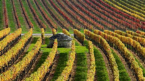 Burgundy Vineyards Bing Wallpaper Download