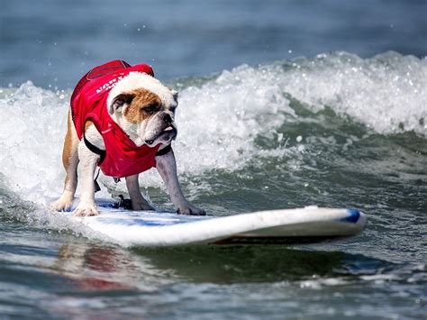 Surfing Dogs An Instant Conversation The Protojournalist Npr
