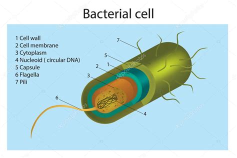 Ilustración De La Estructura Celular De La Bacteria 2022