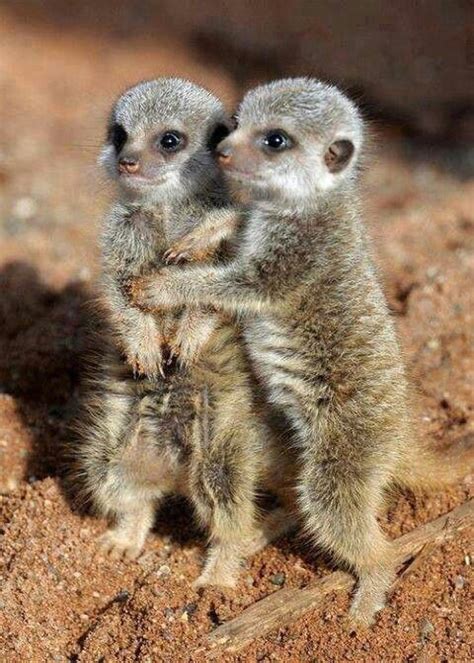 Merely Loving Meerkats Love In Nature Pinterest