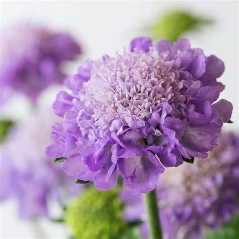 Lavender Scabiosa 10 Stem Bu Flower Delivery You Floral