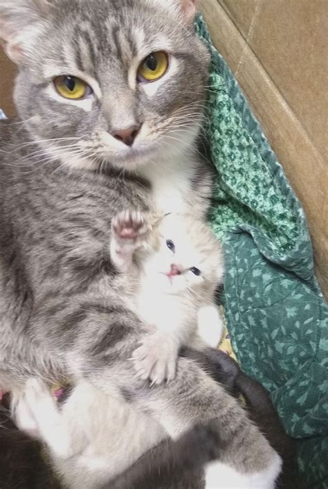 Momma Cat With Four Day Old Kitten Cute Cats Mama Cat Gorgeous Cats