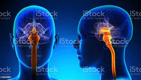 Female Spinal Cord Brain Anatomy Blue Concept Stock Photo Download