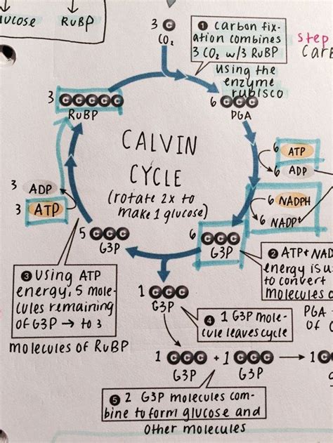 Core ideas and 9744 biology gce advanced level h2 syllabus. *Calvin Cycle | Biology classroom, Biology lessons ...