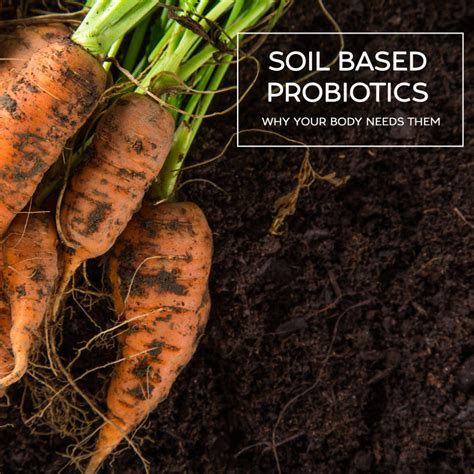 Soil Based Probiotics Why Your Body Needs Them The Healthy Patch