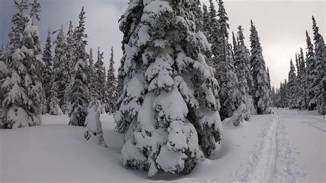 Epic Snowshoeing At Hurricane Ridge In Olympic National Park