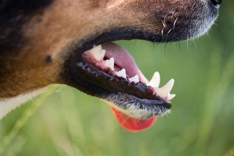 Cómo Tratar El Absceso Dental De Su Perro Association Lea