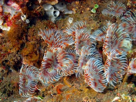 Tube Worm Waterworld Aquatics