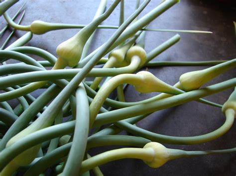 Storing Garlic Scapes All The Tips For Success