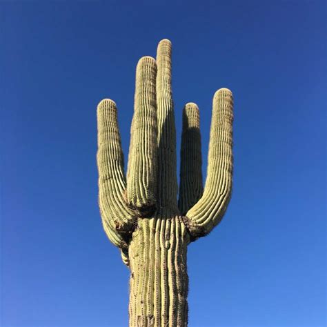 What Kind Of Cactus Live In The Desert Cactusway