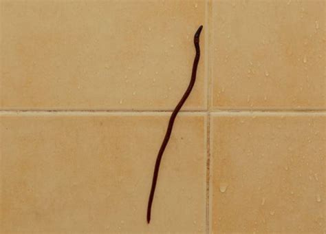 Preventing Small Black Worms In Shower — The Best Guide 2023
