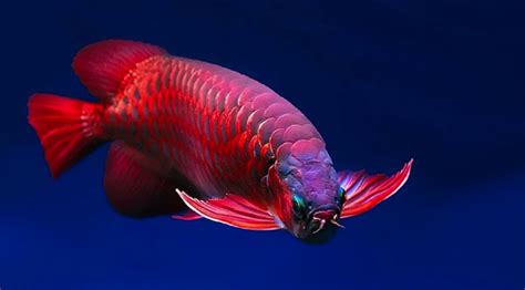 Ada dua spesies dalam genus ini, keduanya ditemukan di amerika selatan. Harga Ikan Oskar / Tips Cara Merawat dan Memelihara Ikan ...