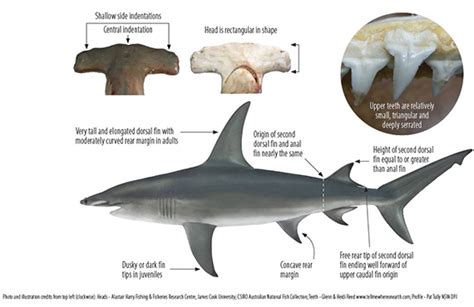 Hammerhead Shark Size And Weight Blog Dandk