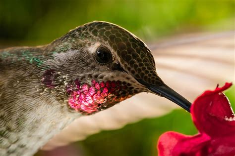 What Colors Attract Hummingbirds And How Many Colors Can They See